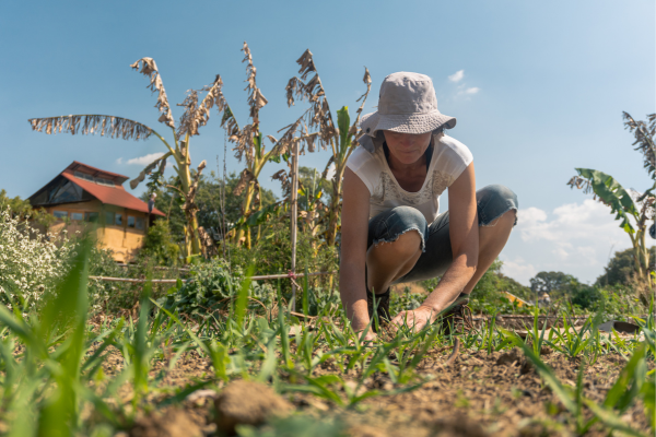 Formation Permaculture en ligne certifiante